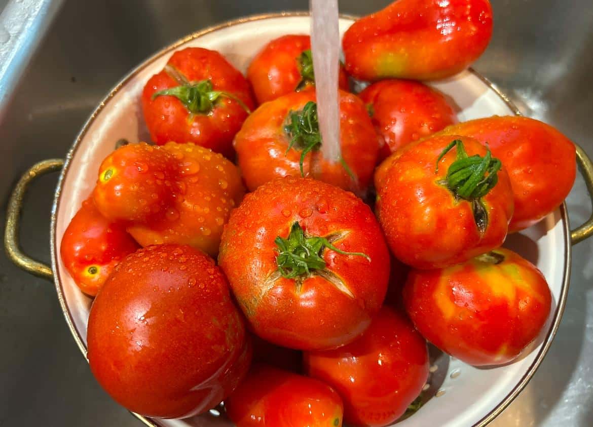 Sallys Tomato7_8 1 2025